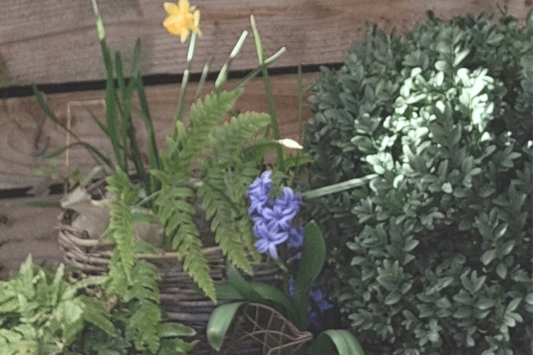 Spring bulbs fern and evergreen